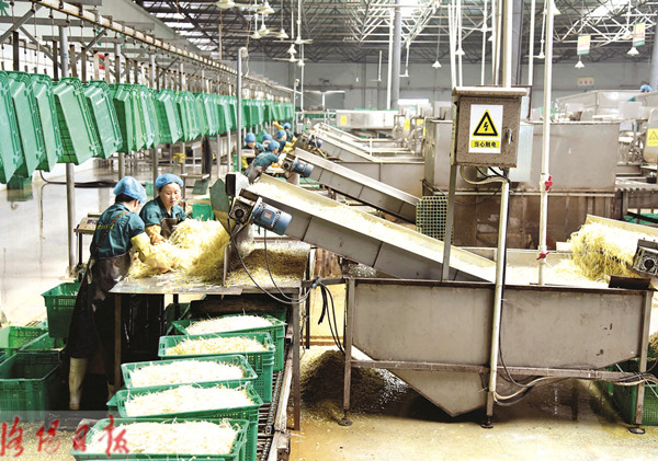 机械化生产守护“舌尖上的安全” 洛阳新农村蔬菜食品公司的“放心豆芽”之路