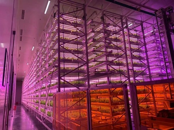 从黄土到蓝光 中国植物工厂如何颠覆农业刻板印象并点亮资本前路