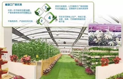 植物工厂 叶菜产量何以跃升至露地栽培的40倍以上