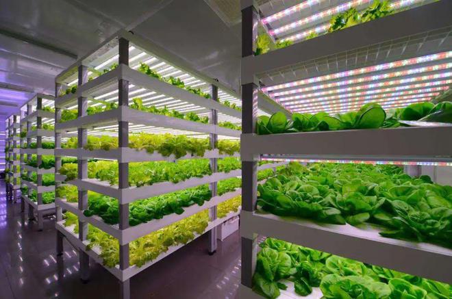 未来农业的曙光 从中日荷“植物工厂”看农业新范式