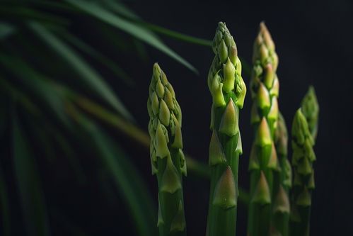 芦笋丰收季 绿色健康蔬特标杆图片登录广告图库