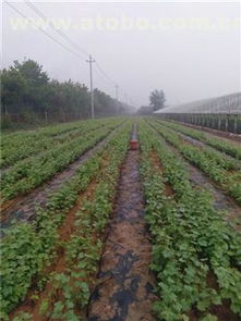 寿光市北方大地葡萄专业合作社 打造热卖促销的农业新标杆